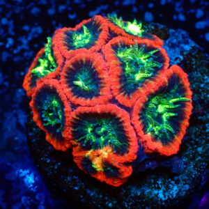 TC Favia Black Eyes frag XL