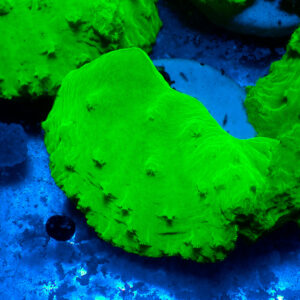 TC Sinularia Dura Toxic Green