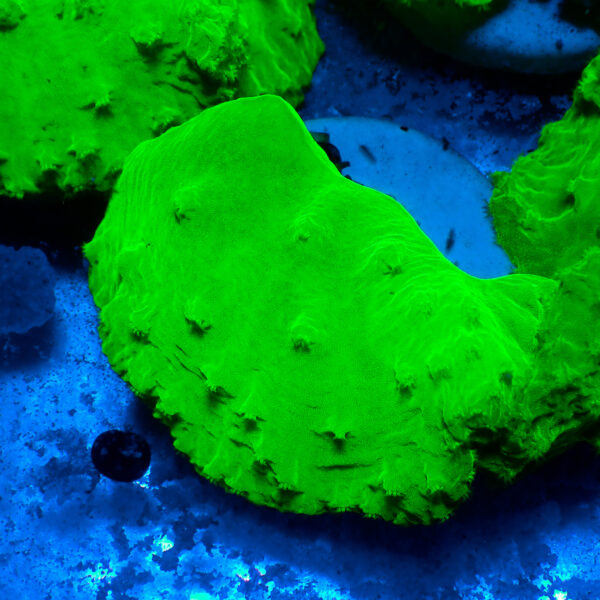 TC Sinularia Dura Toxic Green