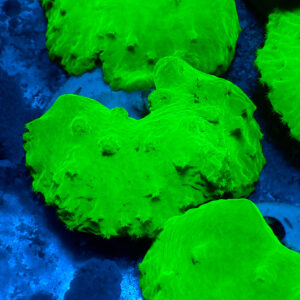 TC Sinularia Dura Toxic Green