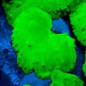 TC Sinularia Dura Toxic Green