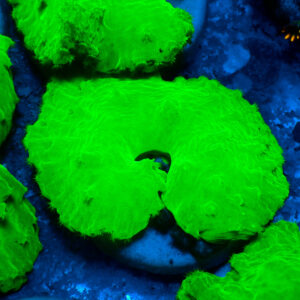 TC Sinularia Dura Toxic Green