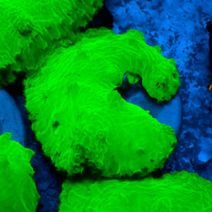 TC Sinularia dura Toxic Green