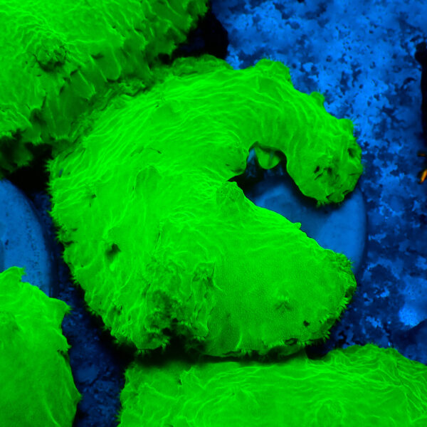 TC Sinularia dura Toxic Green