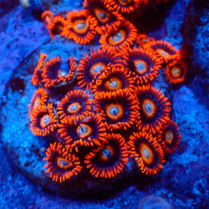 TC Zoanthus Tequila Sunrise