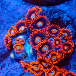 TC Zoanthus Tequila Sunrise