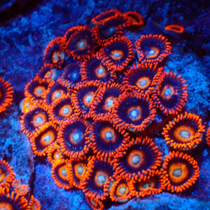 TC Zoanthus Tequila Sunrise