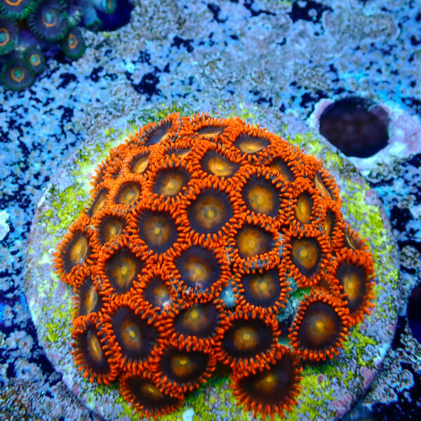 TC Zoanthus Orange Explosion colonia - Imagen 2