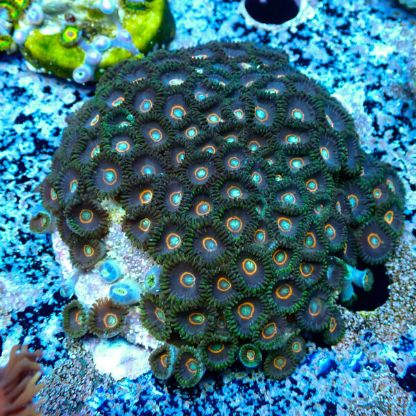 TC Zoanthus UFO colonia XXL - Imagen 2