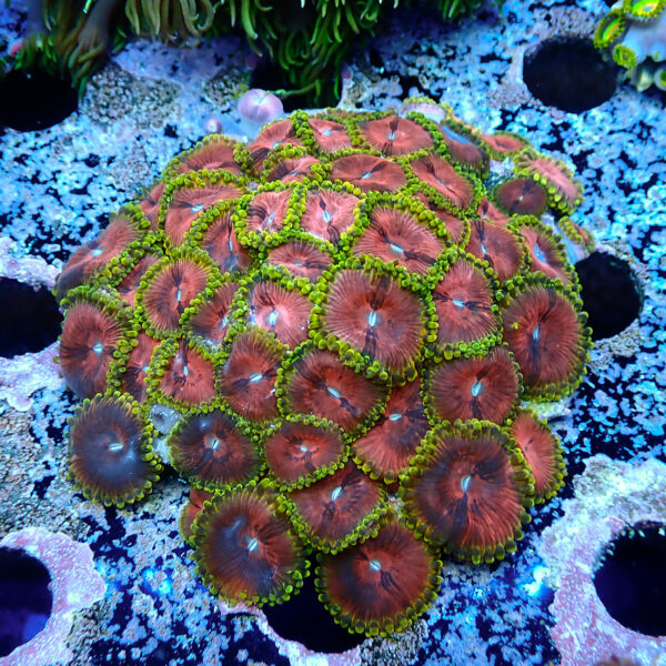 TC Zoanthus Fake Lime Chilli colonia XL - Imagen 2