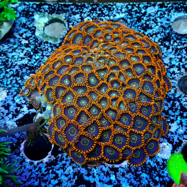 TC Zoanthus Rainbow Hornets colonia XXL - Imagen 2