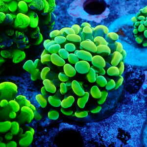 TC Euphyllia parancora Lemon-Lime