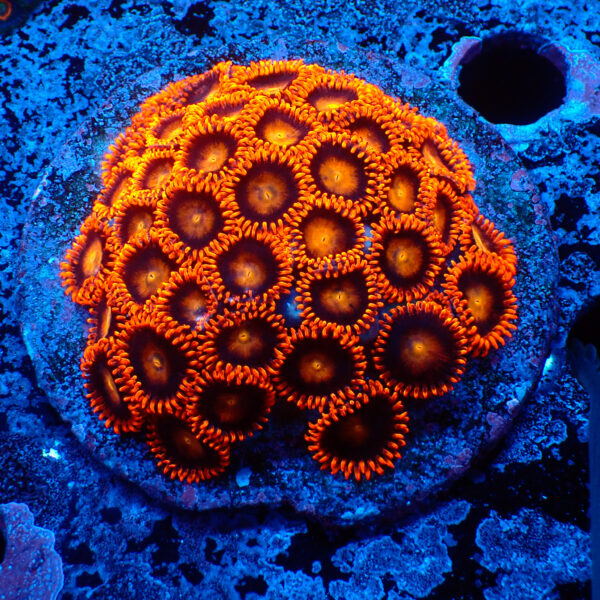 TC Zoanthus Orange Explosion colonia
