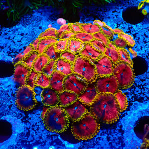TC Zoanthus Fake Lime Chilli colonia XL