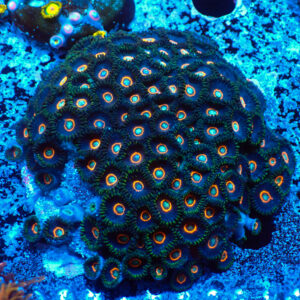 TC Zoanthus UFO colonia XXL