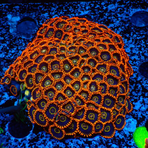 TC Zoanthus Rainbow Hornets colonia XXL