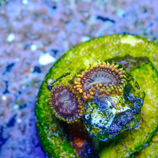 TC Zoanthus Koala Eye - Imagen 2