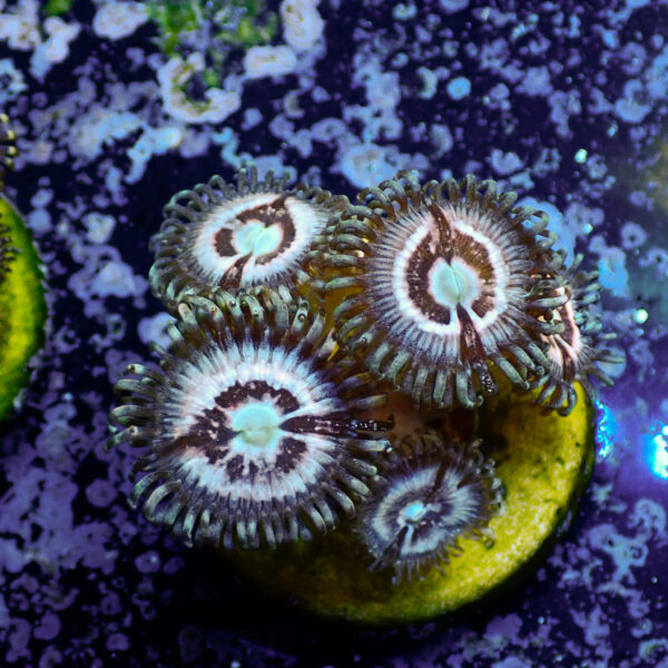 TC Zoanthus Ice Phantom - Imagen 2