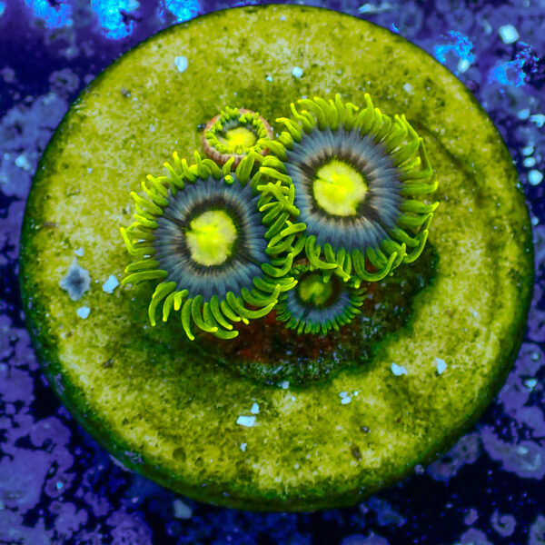 TC Zoanthus Blueberry Pie - Imagen 2