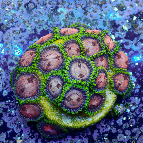 TC Zoanthus Space Monster Colonia - Imagen 2