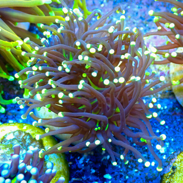 TC Euphyllia Glabrecens Rastas Doble cabeza - Imagen 2