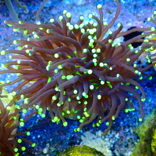 TC Euphyllia glabrecens Rastas doble cabeza - Imagen 2