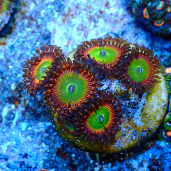 TC Zoanthus Bowser - Imagen 2