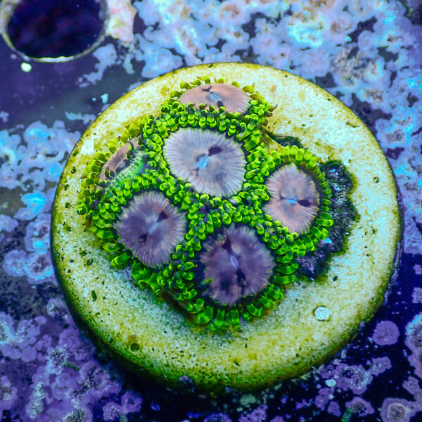 TC Zoanthus Purple Monster - Imagen 2