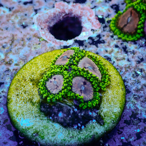 TC Zoanthus Purple Monster - Imagen 2
