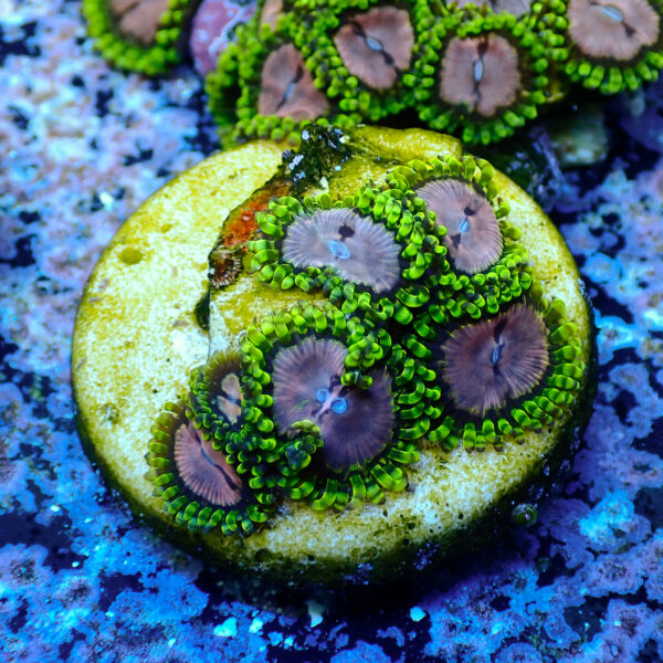 TC Zoanthus Purple Monster - Imagen 2