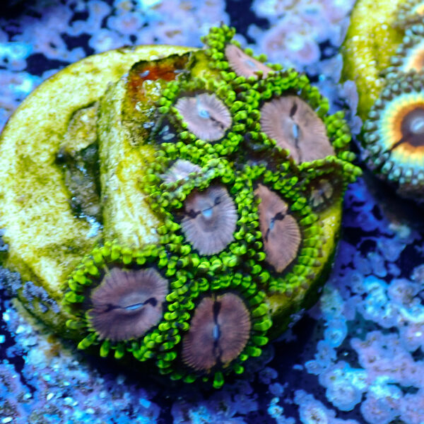 TC Zoanthus Purple Monster - Imagen 2