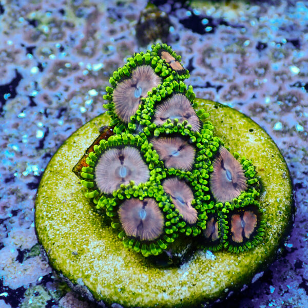TC Zoanthus Purple Monster - Imagen 2