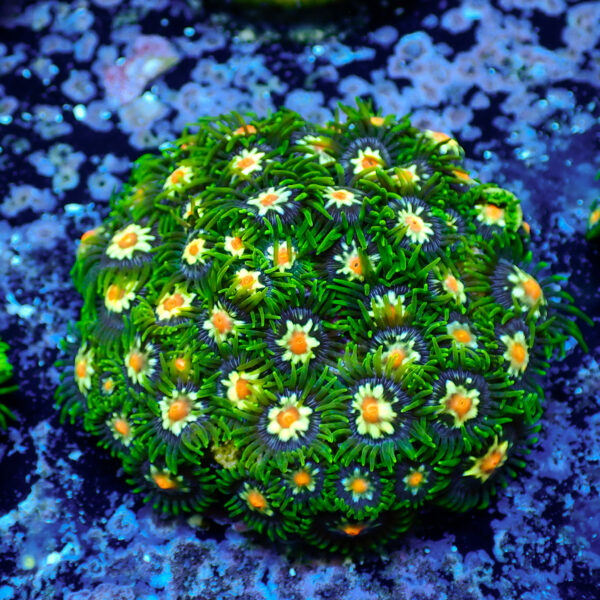 TC Zoanthus Stargazer Colonia - Imagen 2