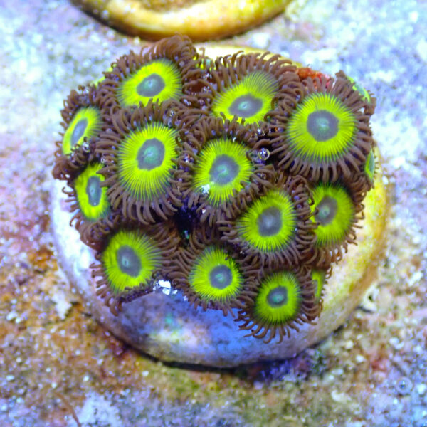 TC Zoanthus Lemon Kisses - Imagen 2