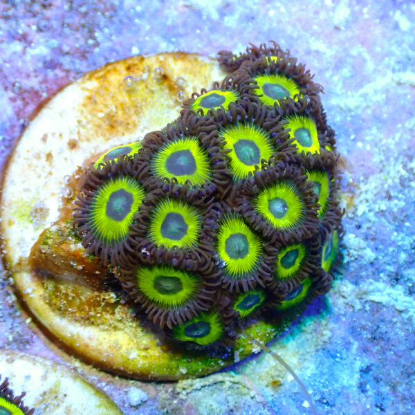 TC Zoanthus Lemon Kisses - Imagen 2