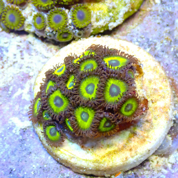 TC Zoanthus Lemon Kisses - Imagen 2