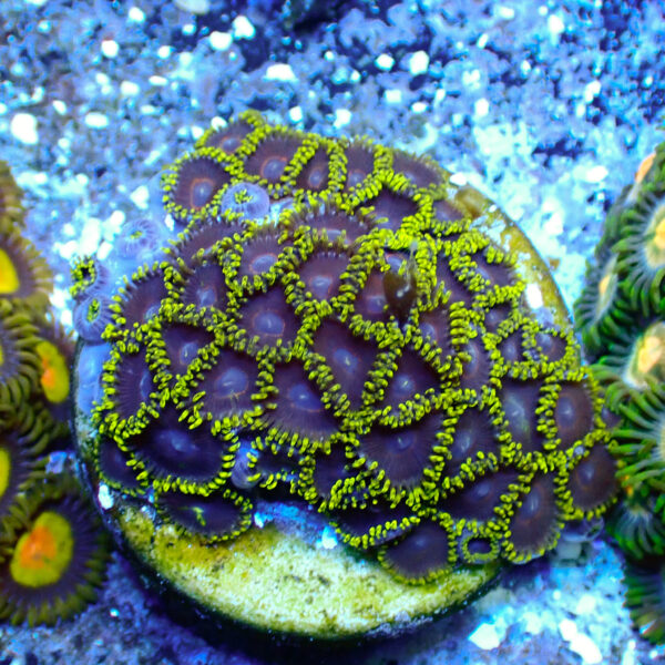 TC Zoanthus Black Hornets mini colonia - Imagen 2