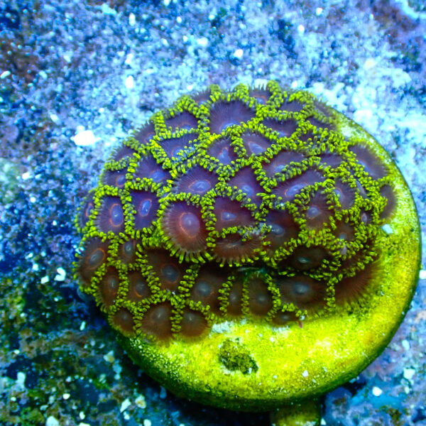 TC Zoanthus Black Hornets mini colonia - Imagen 2