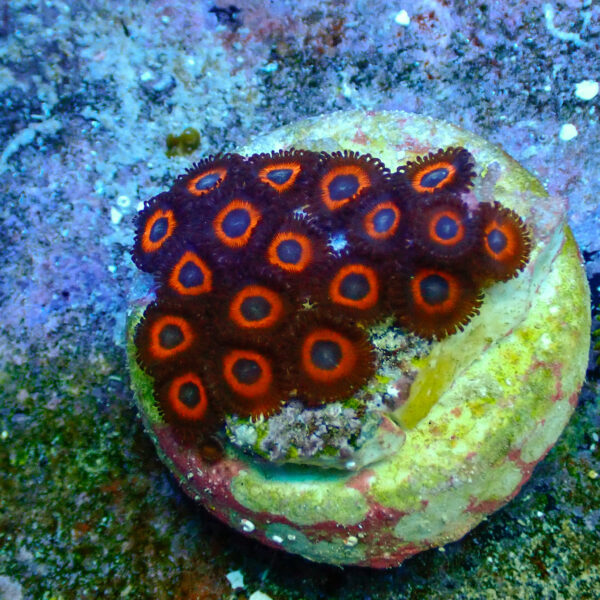 TC Zoanthus Johnny Pumpking Seeds - Imagen 2