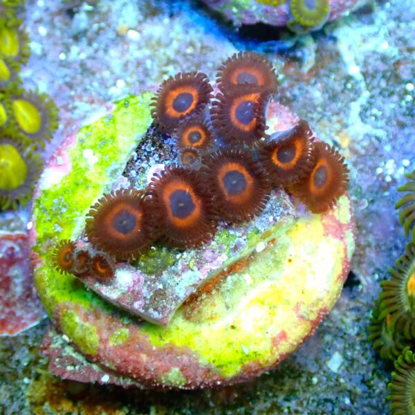 TC Zoanthus Johnny Pumpking Seeds - Imagen 2