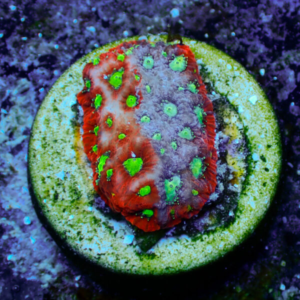 TC Favites Grafted - Imagen 2