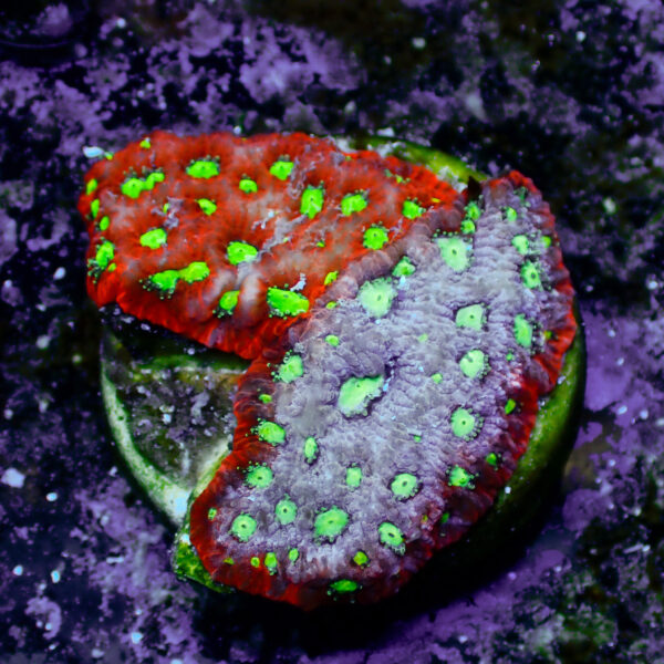 TC Favites Grafted - Imagen 2