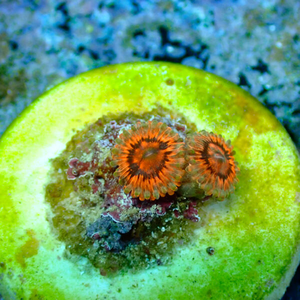 TC Zoanthus El Beso - Imagen 2