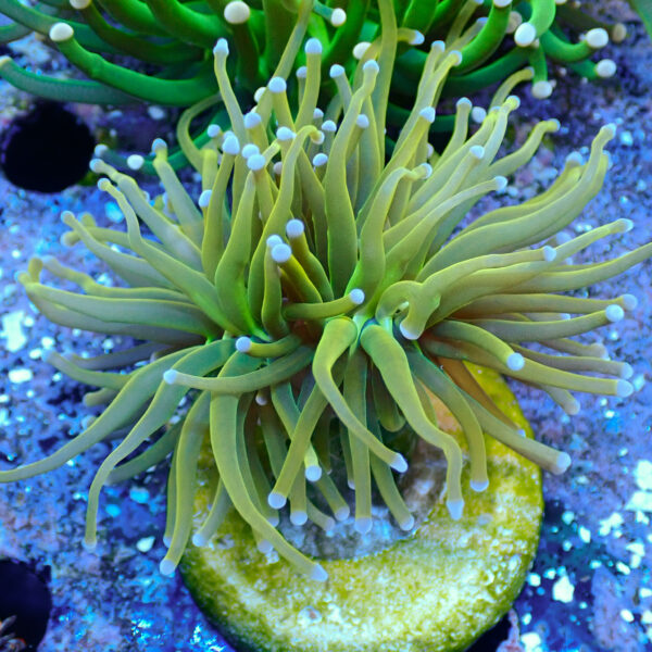 TC Euphyllia glabrecens US Holy Grail - Imagen 2