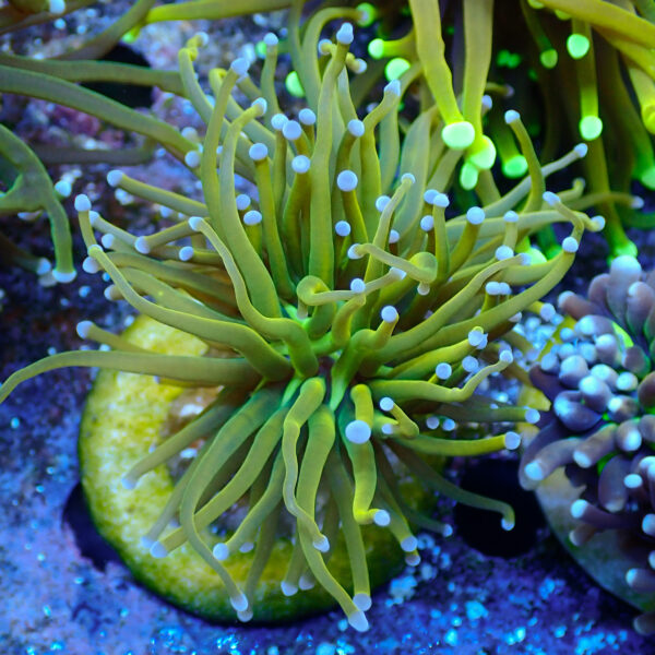 TC Euphyllia glabrecens US Holy Grail - Imagen 2