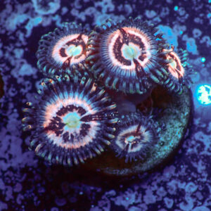 TC Zoanthus Ice Phantom