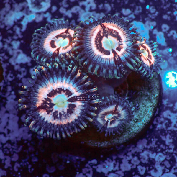 TC Zoanthus Ice Phantom