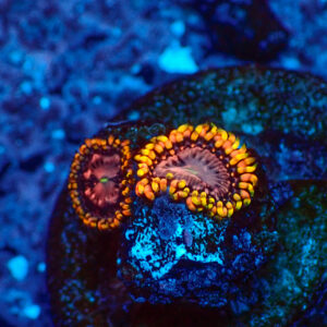 TC Zoanthus Koala Eye