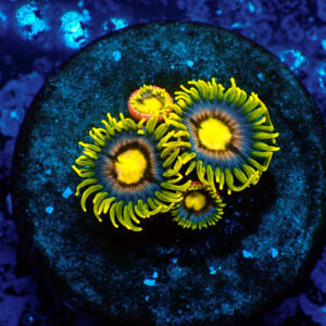 TC Zoanthus Blueberry Pie