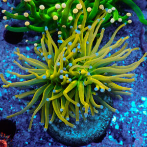 TC Euphyllia glabrecens US Holy Grail